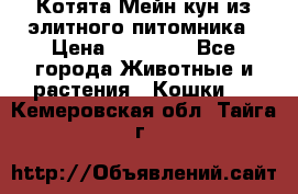 Котята Мейн-кун из элитного питомника › Цена ­ 20 000 - Все города Животные и растения » Кошки   . Кемеровская обл.,Тайга г.